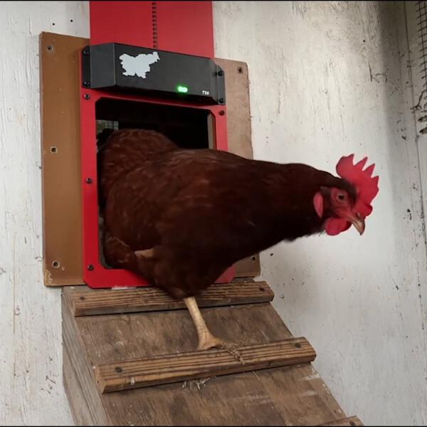 Poultry Farm Automatic Chicken House Door - Image 9